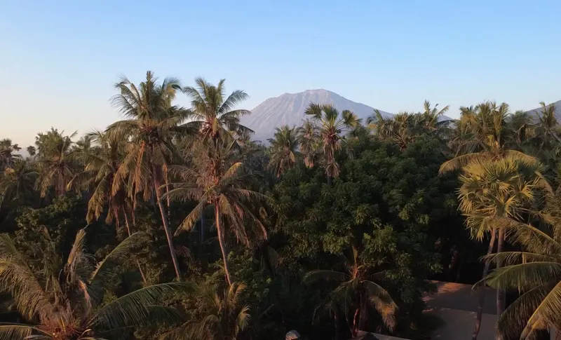 Mount Agung above the palm canopy at first light near Tianyar